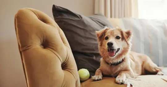 A dog at home